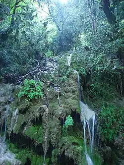 Dagomys forest