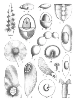Pods and flowers