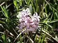 Daphne striata, native to the Alps and the Dolomites