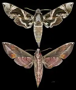Daphnis hypothous