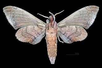 Male ventral view