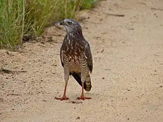 Juvenile