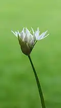Young flowers