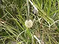 Dasypogon bromeliifolius 2007-10-09