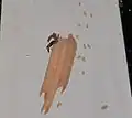 An organ pipe mud dauber adding to her nest in Virginia