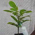 Davidson's plum seedling, Davidsonia pruriens - showing its characteristic toothed leaves.