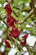Inflorescence, Kruger National Park