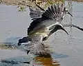 Taking flight from a river