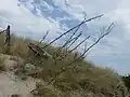 Dead trees