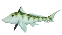 Debeerius ellefseni