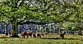 Deer park