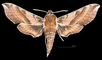D. askoldensis ♀