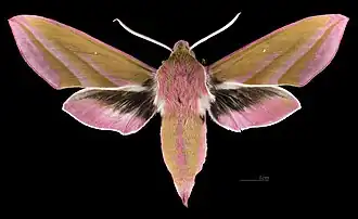 Male dorsal view