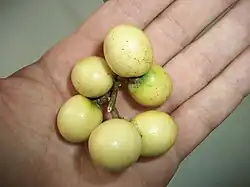 Ripe fruit