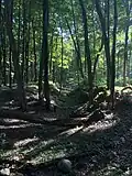 Walking trail near camping loop A.