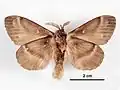 Male, ventral view