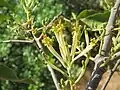 Dendrophthoe falcata (pale / 'white' variety) exhibiting its characteristic cauliflory.