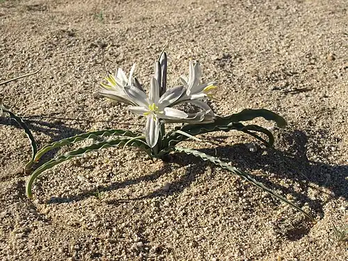 H. undulata growing in Vallecito Mountains, elevation 420 metres (1,380&nbsp;ft)
