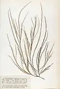 Collected and pressed sample 1852