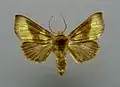 Diachrysia chrysitis