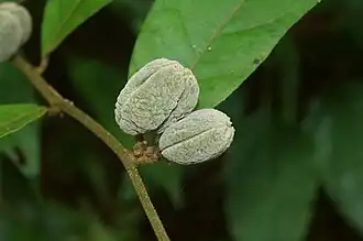 foliage