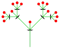 Dichasium