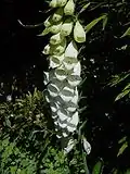 f.albiflora