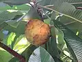 "fruit and foliage"
