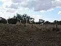 Dingo Barrier fence crossing, near Bell, Queensland. 2018