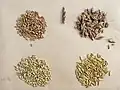 Cereal grain seeds clockwise from top-left: wheat, spelt, oat, barley