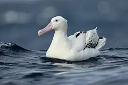 Older bird