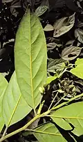 Underside of leaf