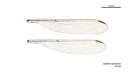 Female wings