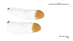 Male wings