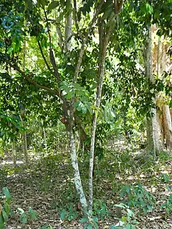 Habit