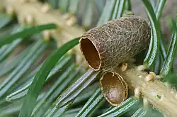 Opened cocoon