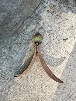 Fruit
