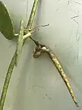 Flower buds and mature seed pod (elongated brown spike) of Dischidia puberula. Guam.