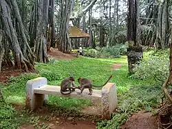 Monkeys in the tree