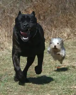 Image 15The difference in body size between a Cane Corso (Italian mastiff) and a Yorkshire Terrier is over 30-fold; both are members of the same species. (from Dog anatomy)