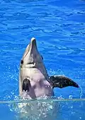 Dolphin Adventures