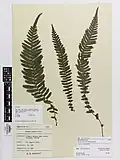 Herbarium specimen of Doodia australis