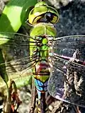 Segment 2 of female