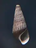 Doryssa atra