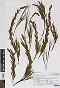 Herbarium specimen from the Auckland War Memorial Museum