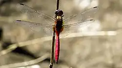 Male