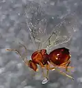 Druon quercuslanigerum asexual female