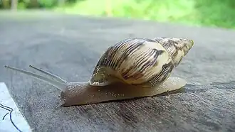 Drymaeus papyraceus