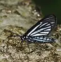 Drymoea hesperoides, Colombia