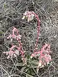 Plant with inflorescences